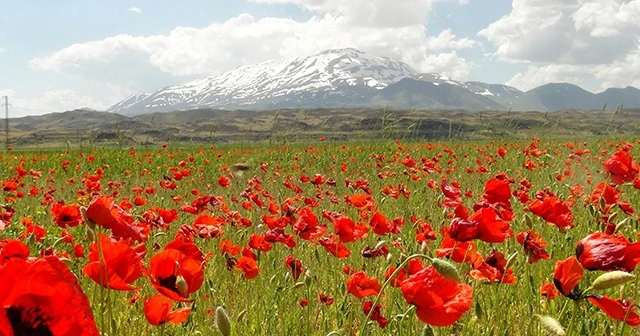 Süphan dağı ve gelincik çiçeklerinin muhteşem manzarası