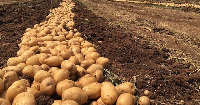 Tarım ve Orman Bakanı Pakdemirli: Türkiye patates üretiminde dünyada ilk 10&#039;da