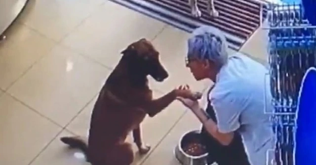 Yaralı köpek eczacıdan böyle yardım istedi