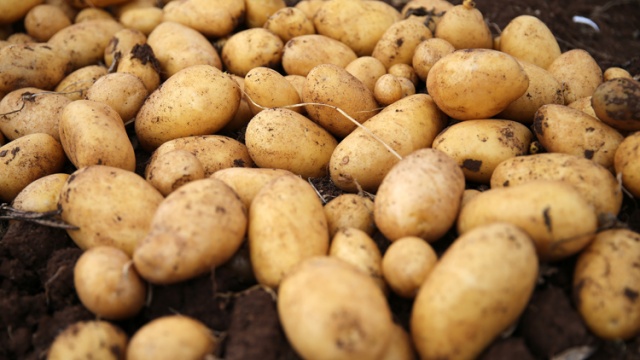 Yerli patates cinsi görücüye çıktı