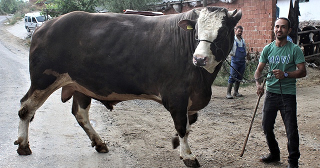 1,5 tona ulaştı! 45 bin liraya satışa çıkardı