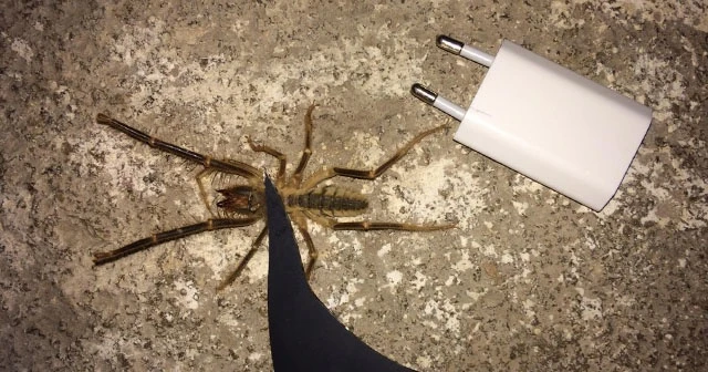 13 santimetre uzunluğundaki zehirli örümcek tedirgin etti