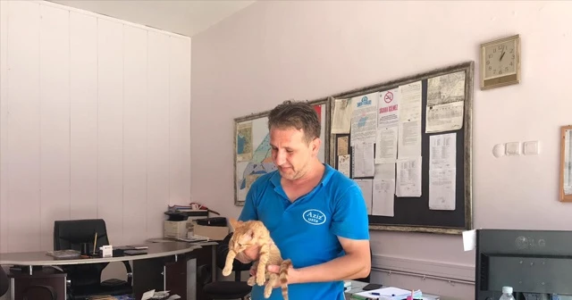 Ağaçtan düşünce ayağı kırılan kediye sahip çıktı