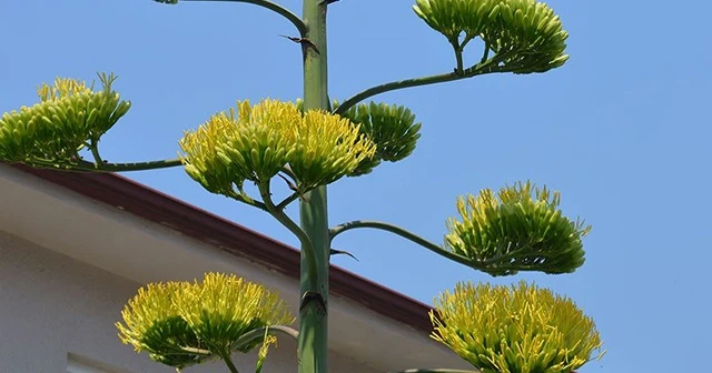 Agave bitkisi 20 yıl sonra çiçek açtı