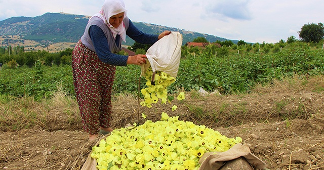 Amasya’nın tescilli &#039;çeyrek altın’ı: Çiçek Bamyası