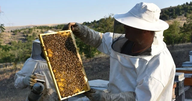 Arı zehrinin kilosu 500 bin Türk Lirası