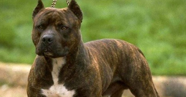 Avustralya’da köpek sahiplerine saldırdı: 1 ölü, 1 yaralı