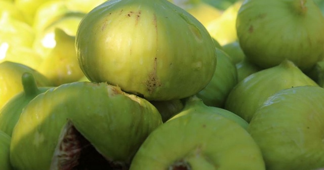 Aydın&#039;da sezonun ilk inciri hasat edildi