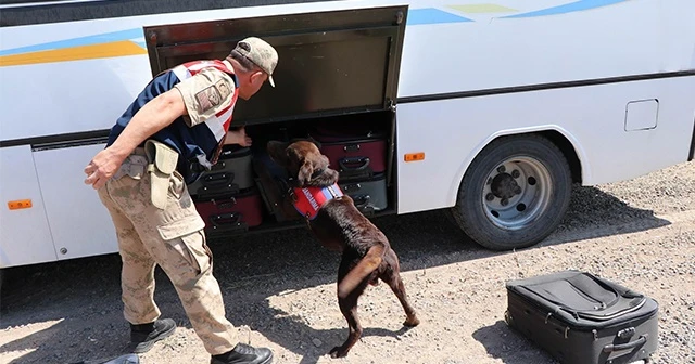 Bu köpekler Mehmetçiğin en büyük yardımcısı