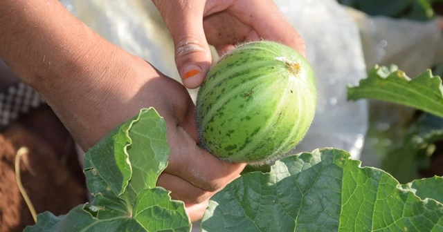 Dışı karpuza, içi kavuna, tadı salatalığa benziyor