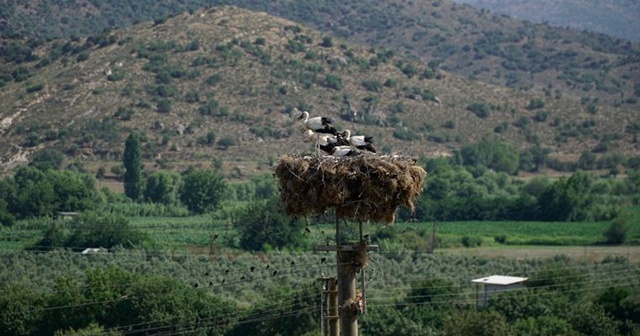 Ege&#039;de leylekler için bin 390 yuva yapıldı