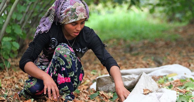 Fındık işçileri sigortalı oluyor