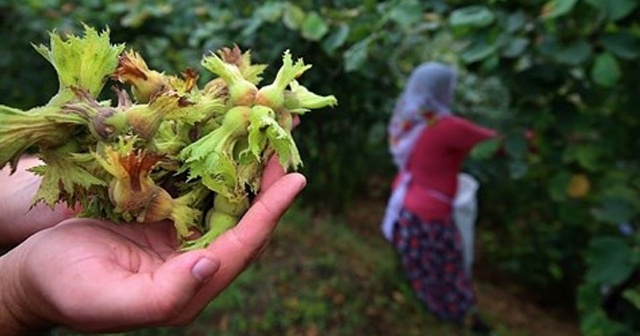 Fındık işçisinin günlük yevmiyesi asgari 85 lira olacak