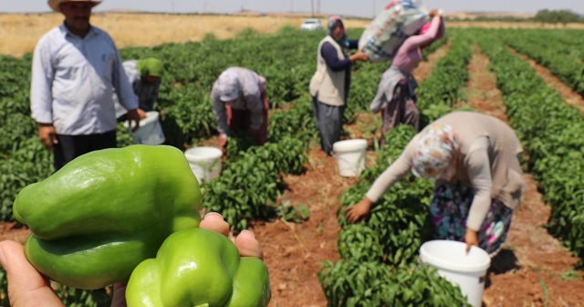 Gaziantep’te dolmalık biber hasadı başladı