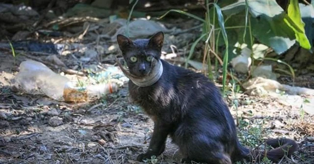 Günlerdir boynunda kavanoz parçası ile yaşayan kedi kurtarıldı