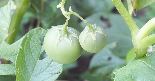 Herkes domates sanmıştı! Zehirli patates olduğu ortaya çıktı