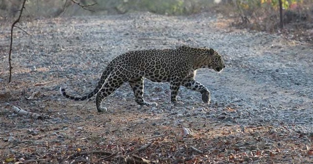 Hindistan&#039;da leopar saldırısı: 1 ölü