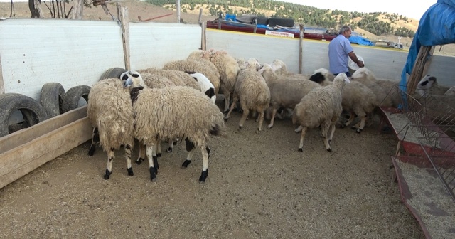 Hırsızlar, kurbanlık 65 küçükbaş hayvanın arasından seçtiği 40 koçu çaldı