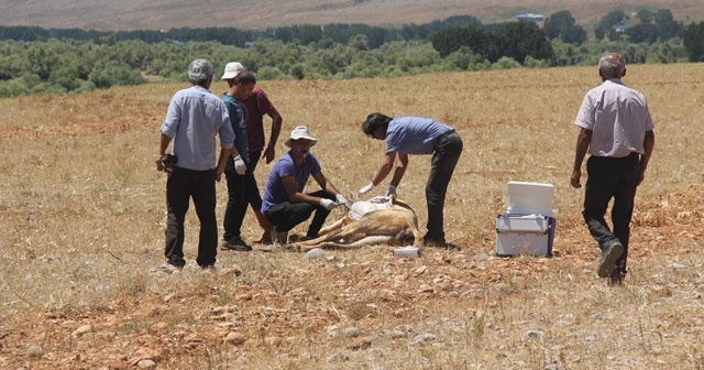 İnekler teker teker düştü! Ekipler seferber oldu