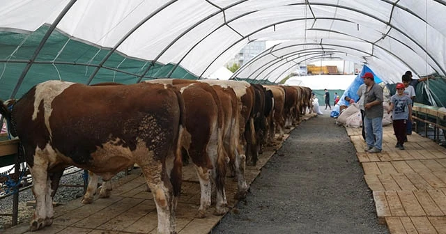 İstanbul'da kurban satışları başladı