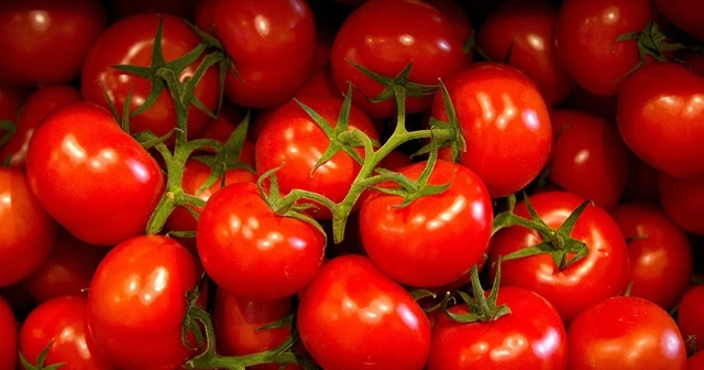 Komşu illerin domatesi Kahramanmaraş'tan