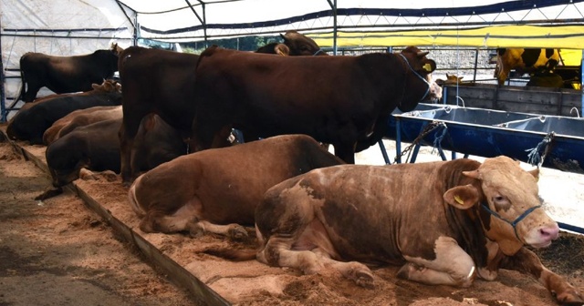 Kurban satış yerlerinde hazırlıklar devam ediyor