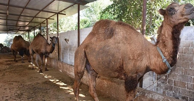 Kurbanlık develer 15 bin liradan satışa çıktı