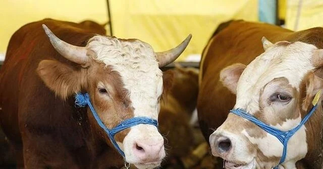 Kurbanlıklar, Batıya doğru yola çıktı