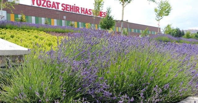 Lavanta kokulu hastane