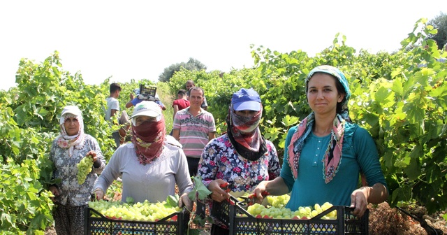 Mersin&#039;de üzüm hasadı devam ediyor