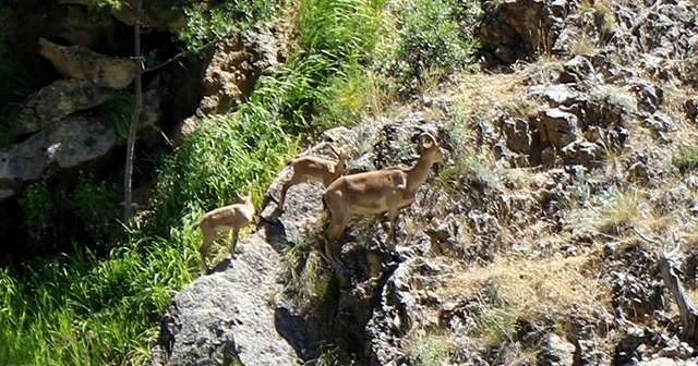 Munzur Dağları'nda yaban keçileri görüntülendi