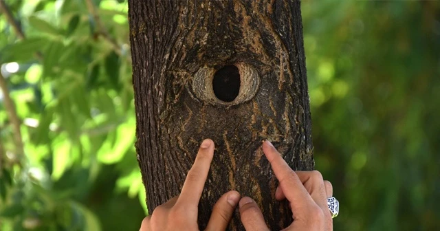 Parktaki ağacın 'göz'ü şaşırtıyor
