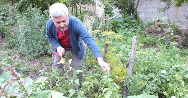Patates ektiler domates çıktı