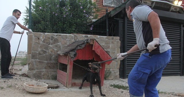 Pitbullarla korunan şatoya veterinerli polis baskını