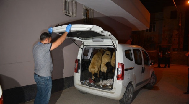 Polise yakalanmamak için çaldıkları koyunları bırakıp kaçtılar