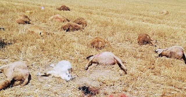 Tarlaya bıraktığı koyunları telef oldu! Çoban şaşkına döndü