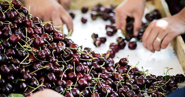 Türk kirazı Çin seddini aştı