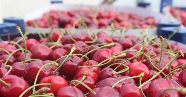 Türk kirazına Çin kapıları yeniden açıldı