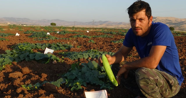 Ürünlerini korumak isteyen çiftçilerden ilginç yöntem