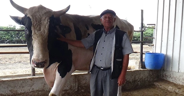 1 buçuk tonluk 'Bayram' alıcısını bekliyor