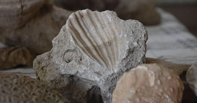 Adıyaman'da milyonlarca yıllık fosiller bulundu