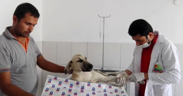 Aracın çarpıp kaçtığı köpek tedaviye alındı