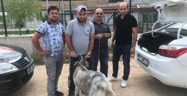 Arefe günü sahibininden kaçan teke bulundu