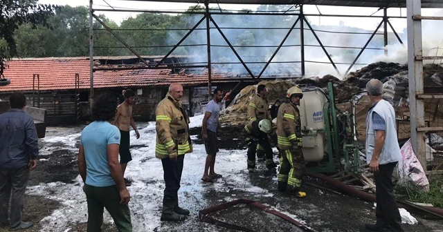 Arnavutköy'de feci olay: 11 büyükbaş yanarak telef oldu