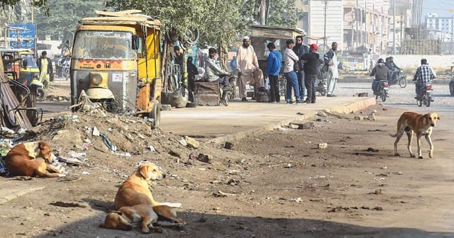 Bir günde 59 köpek saldırısı