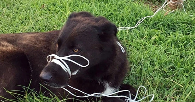 Büyük vicdansızlık! Köpeğin ayağını ve ağzını bağlayıp ölüme terk ettiler