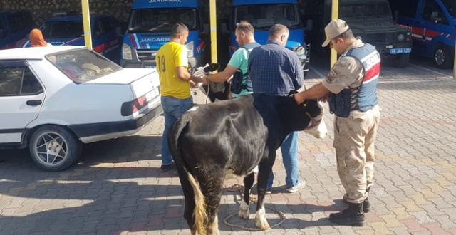 Çaldıkları büyükbaş hayvanları otomobille kaçırırken yakalandılar