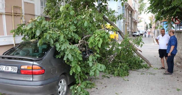 Ceviz ağacı, otomobilin üzerine devrildi