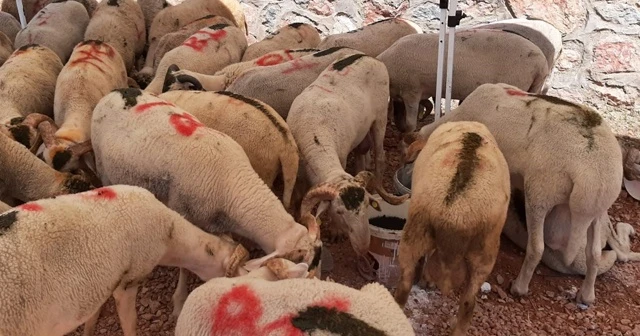 Dar gelirli 30 aileye bayram sürprizi