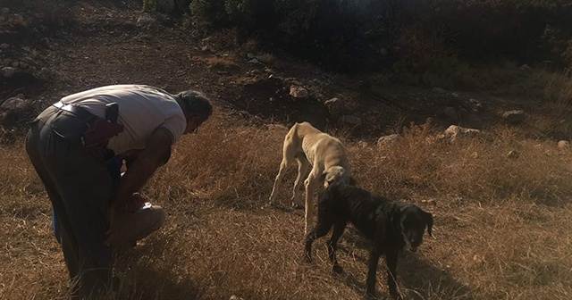 Doğayı ateşe veren göçmen sınır dışı edildi